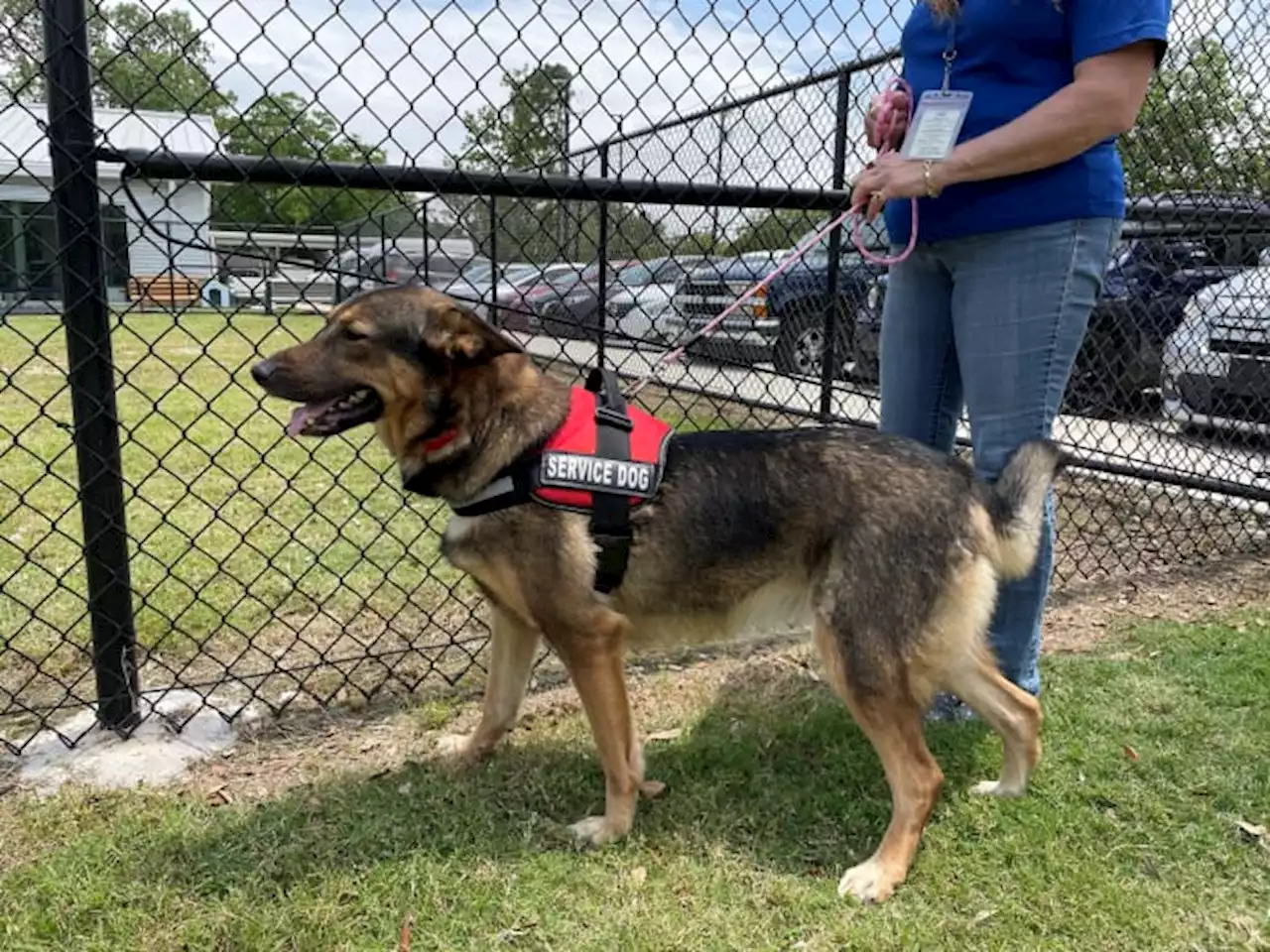 Lost service dog found at west Houston park; search underway for owner