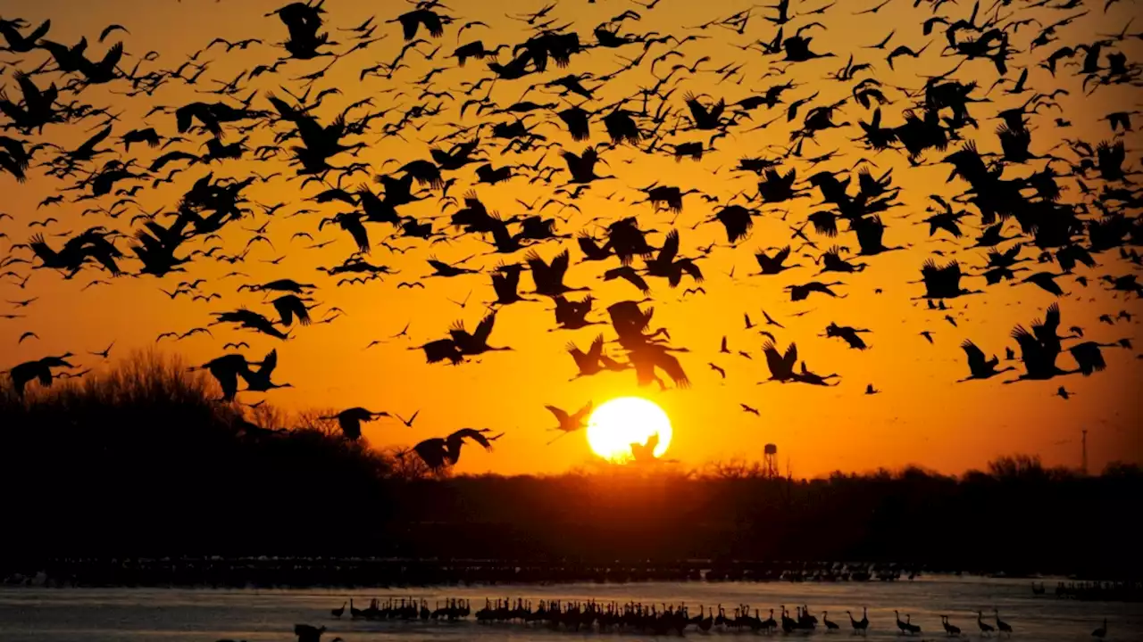 Travel: Sandhill cranes rule the roost in Nebraska each spring