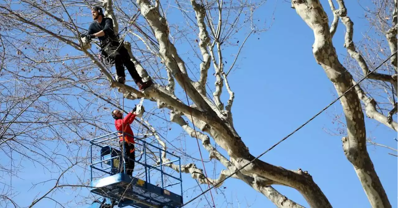 Aix-en-Provence - Coupe des arbres : les particuliers aussi ont des obligations