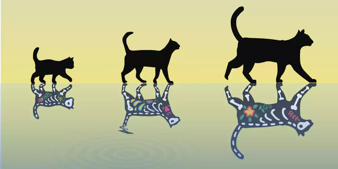 World's heaviest Schrödinger's cat made in quantum crystal visible to the naked eye