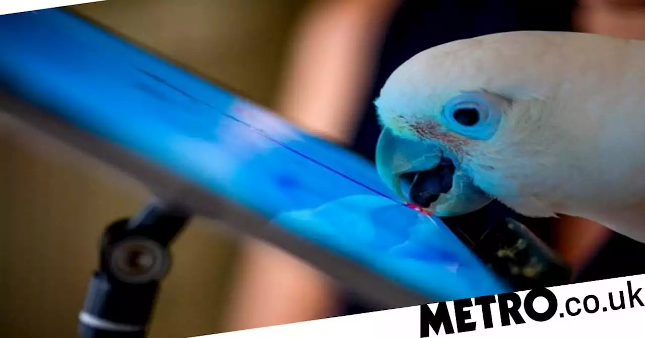 Lonely parrots make Facebook friends over video calls, study shows