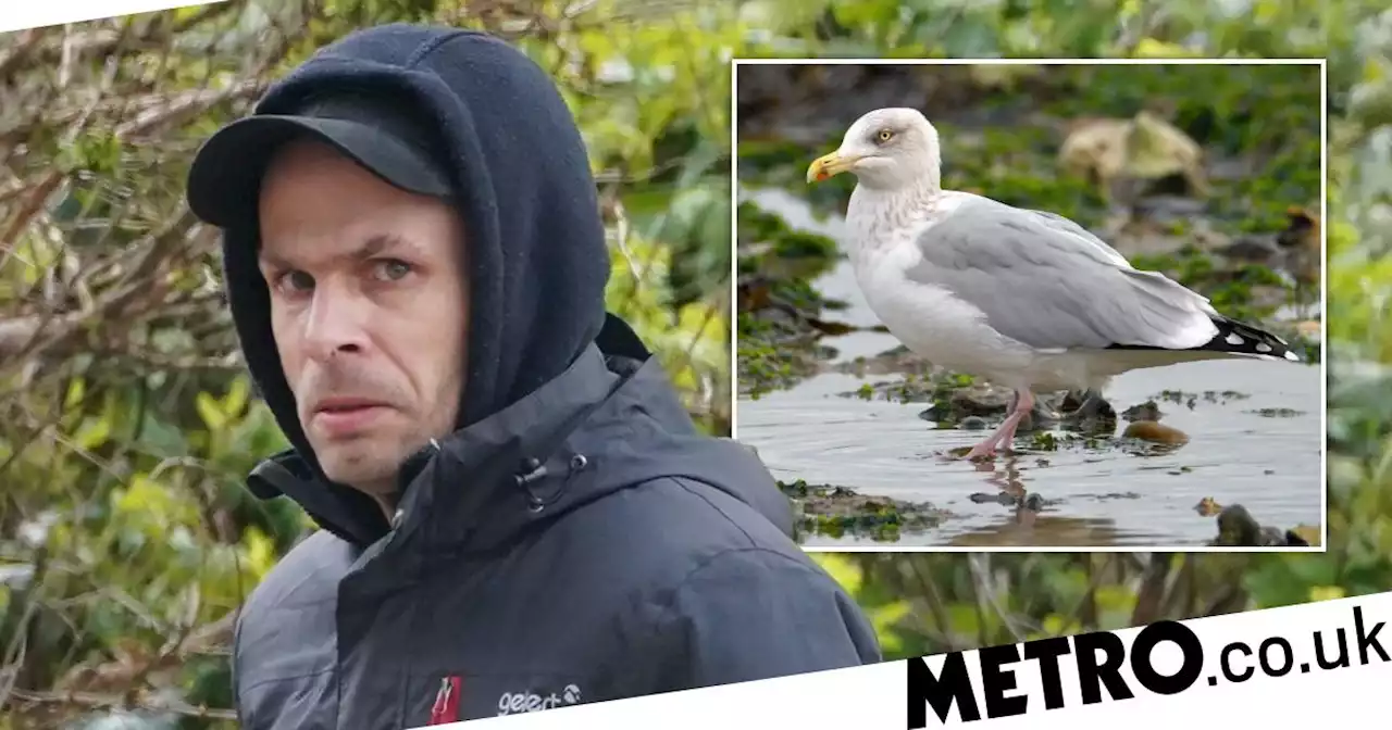 Man captured injured seagull in alleyway and masturbated over it