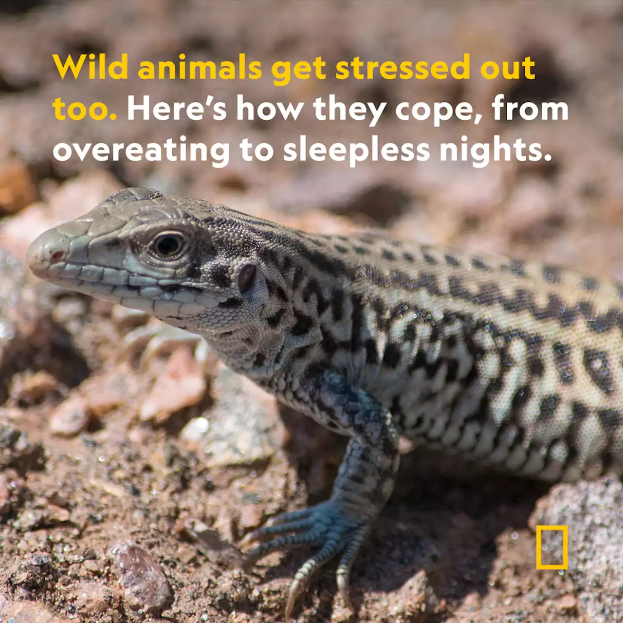 How wild animals cope with stress—from overeating to sleepless nights