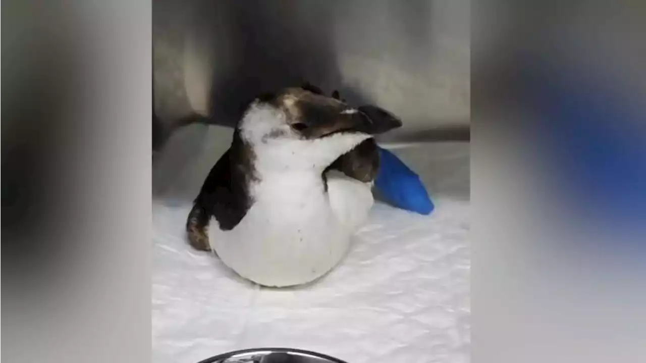 Aparece un pingüino europeo en la playa de Mazagón, en Huelva