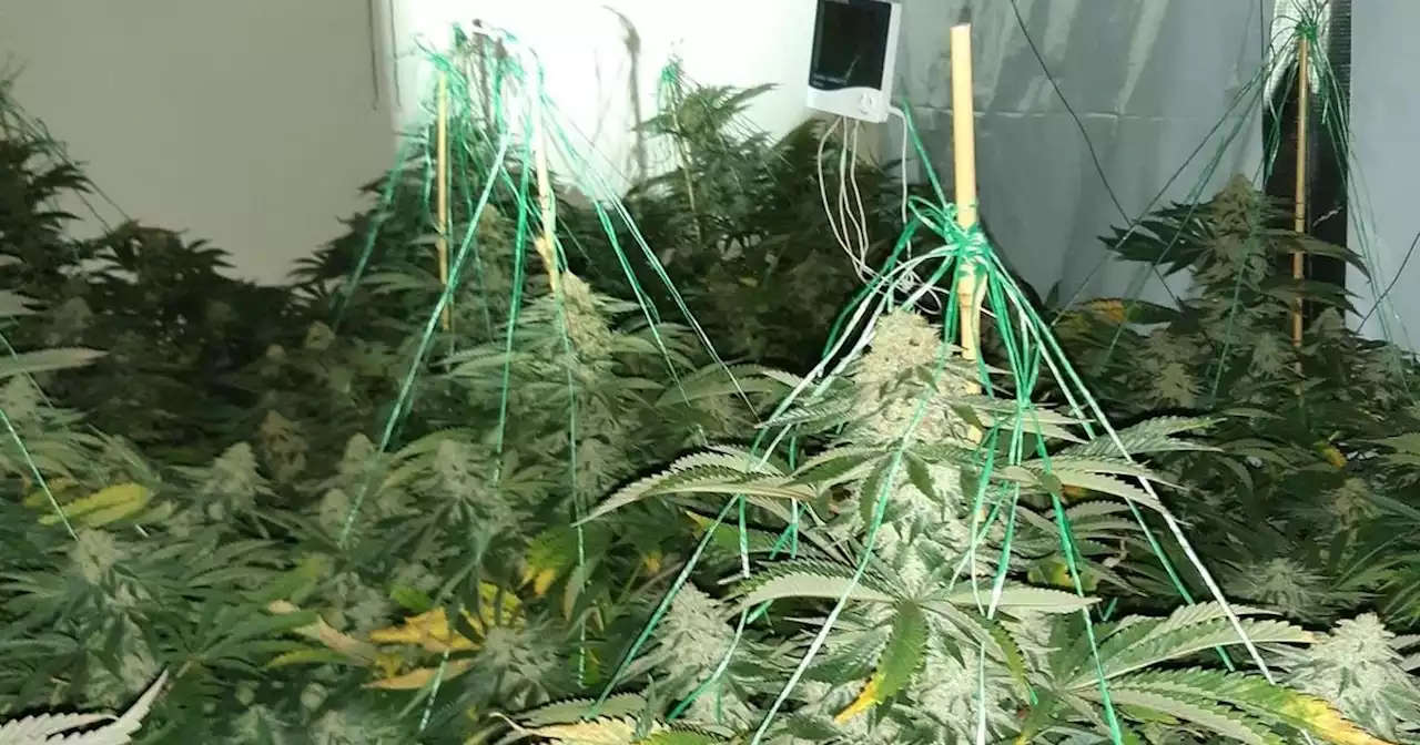 'Dangerous' cannabis farm found inside village home