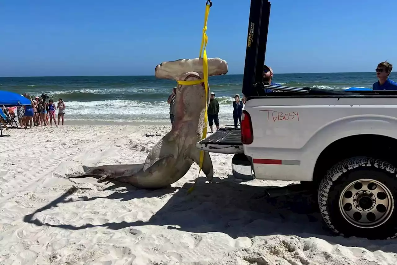 Endangered 14-foot shark pregnant with 40 pups washed up on beach