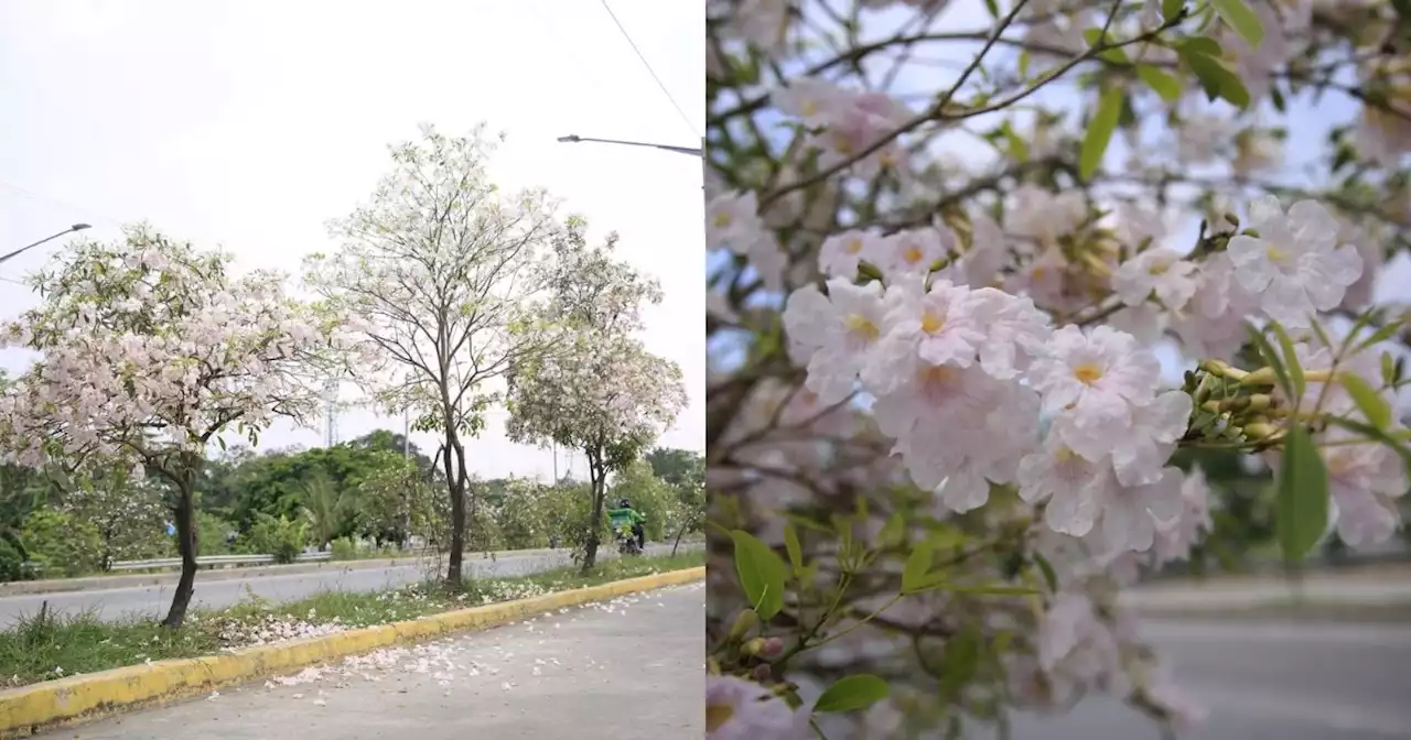 LOOK: You can admire gorgeous cherry blossom-like trees in Taguig City