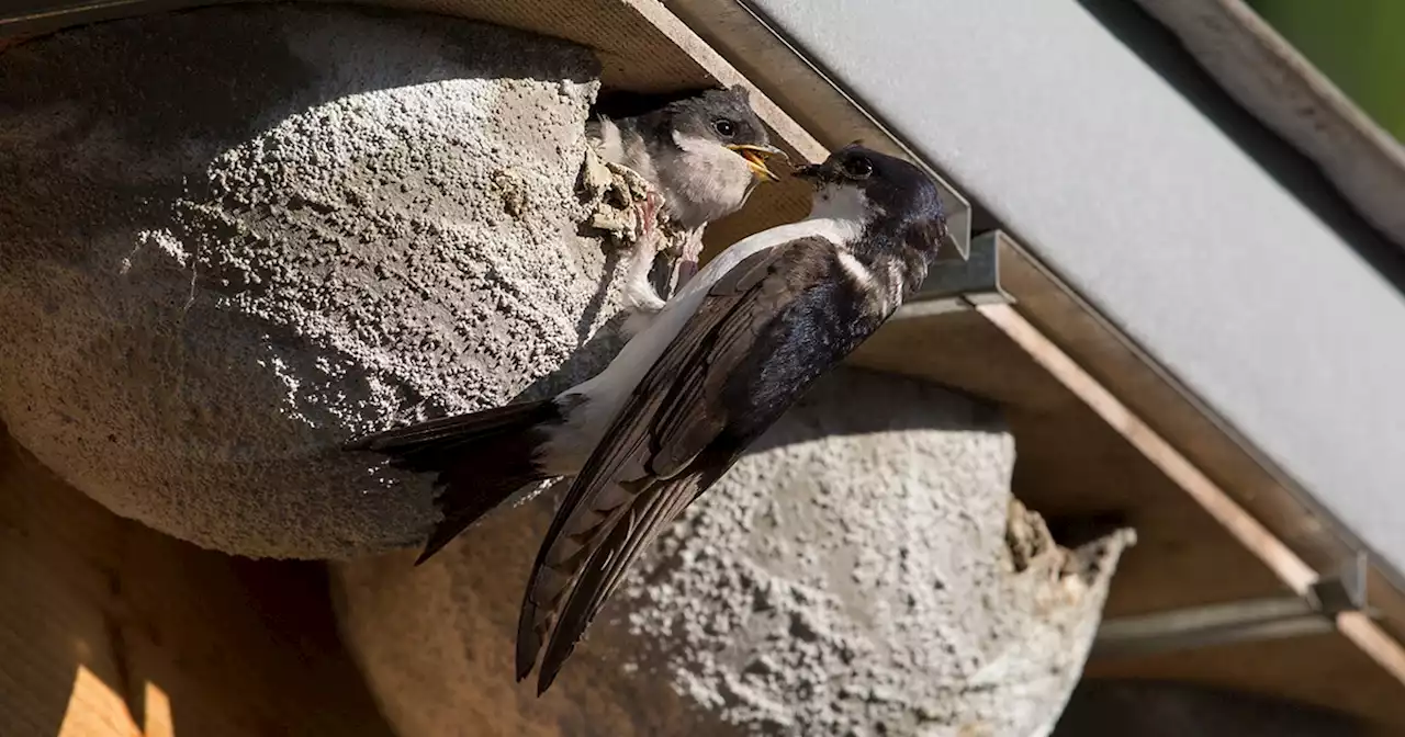 Stadt Winterthur ZH: Zahlreiche Vogelbeobachter unterwegs