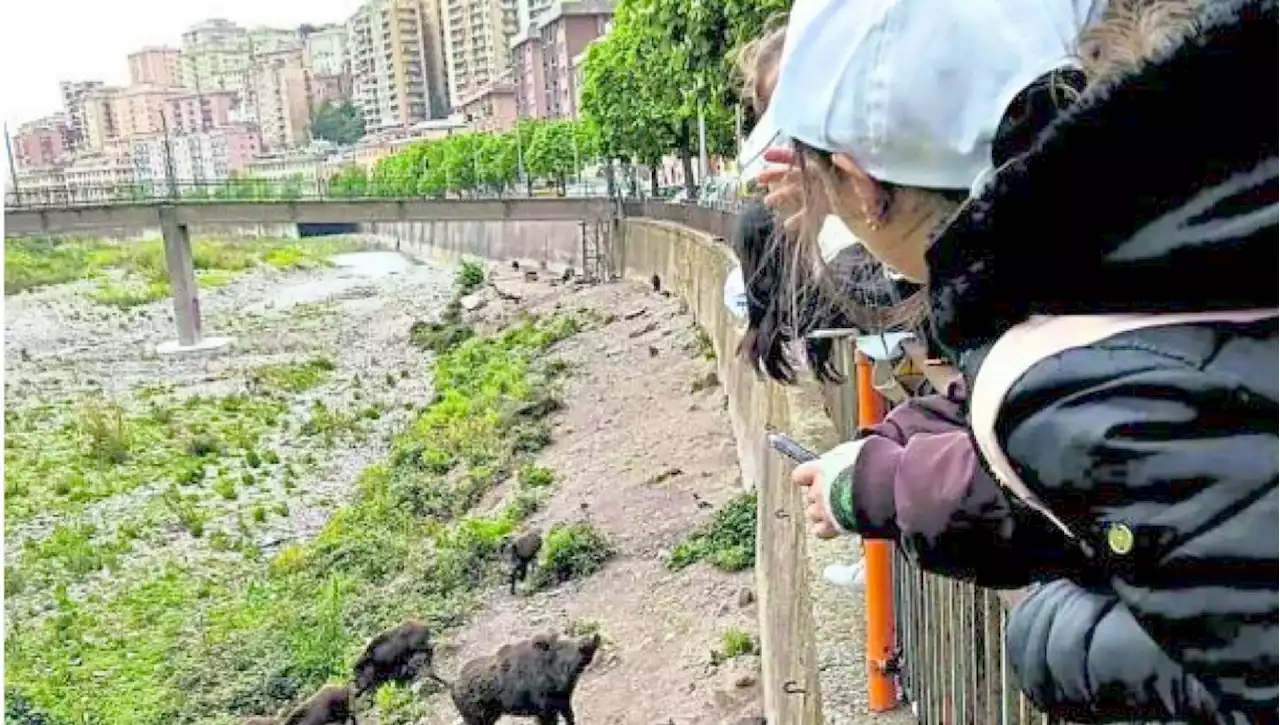 Gita scolastica con vista sui cinghiali: 'Nelle città possiamo imparare a conviverci'