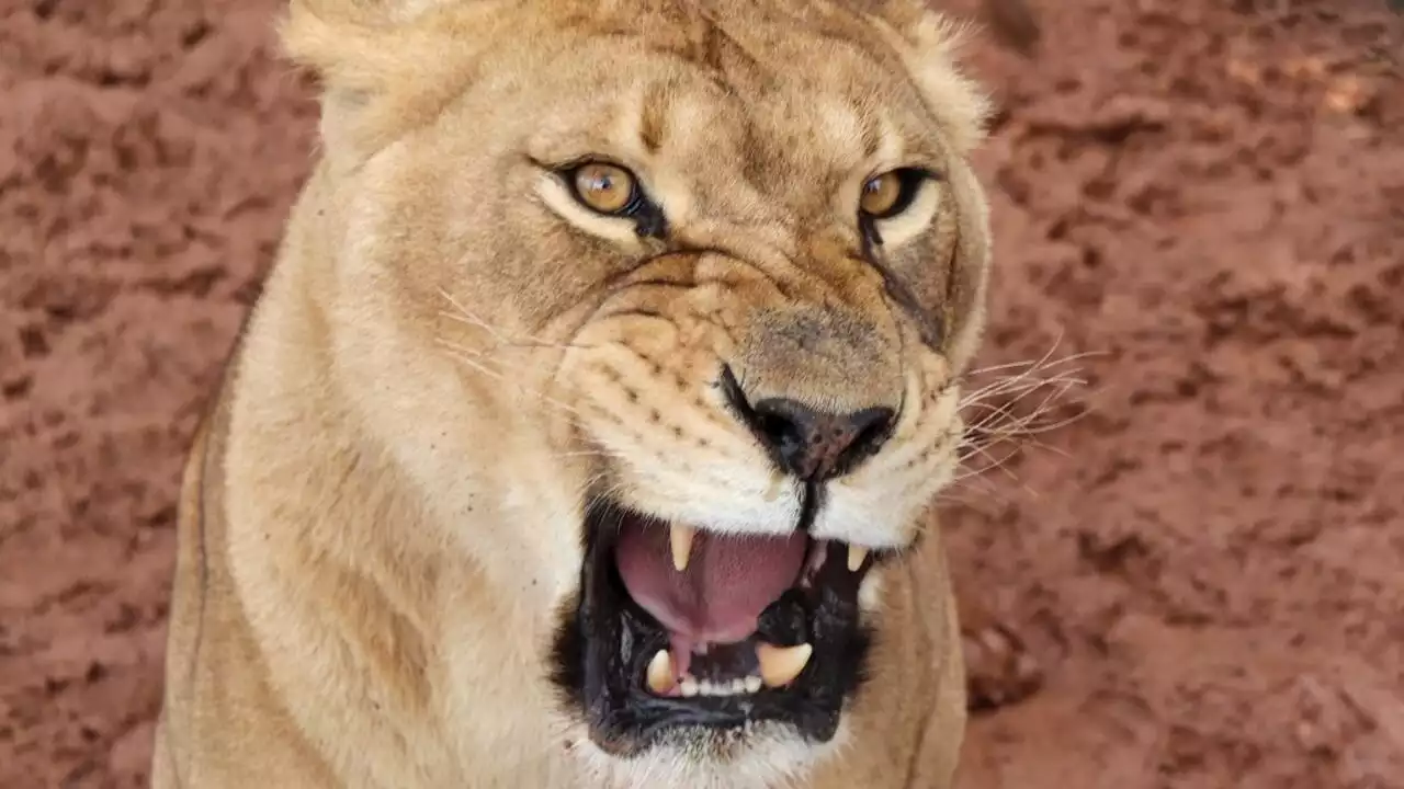 Tchad: une espèce de lion qu'on croyait éteinte fait sa réapparition