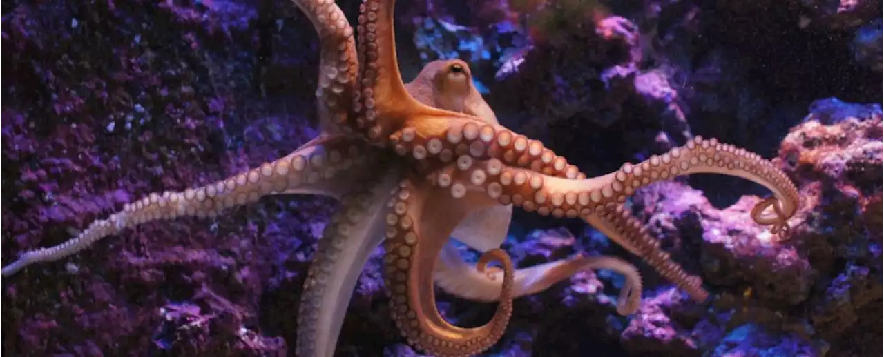 There's a Big Difference in How Octopuses And Squid Taste The World Around Them