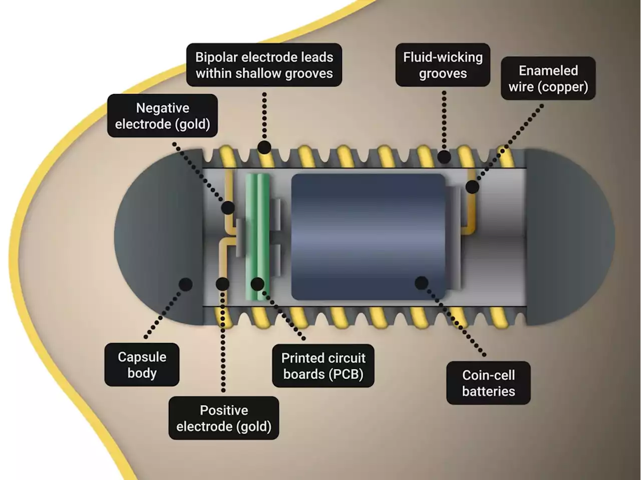 Appetite-Control Capsule: Ingestible Electroceutical Tames Hunger Hormones