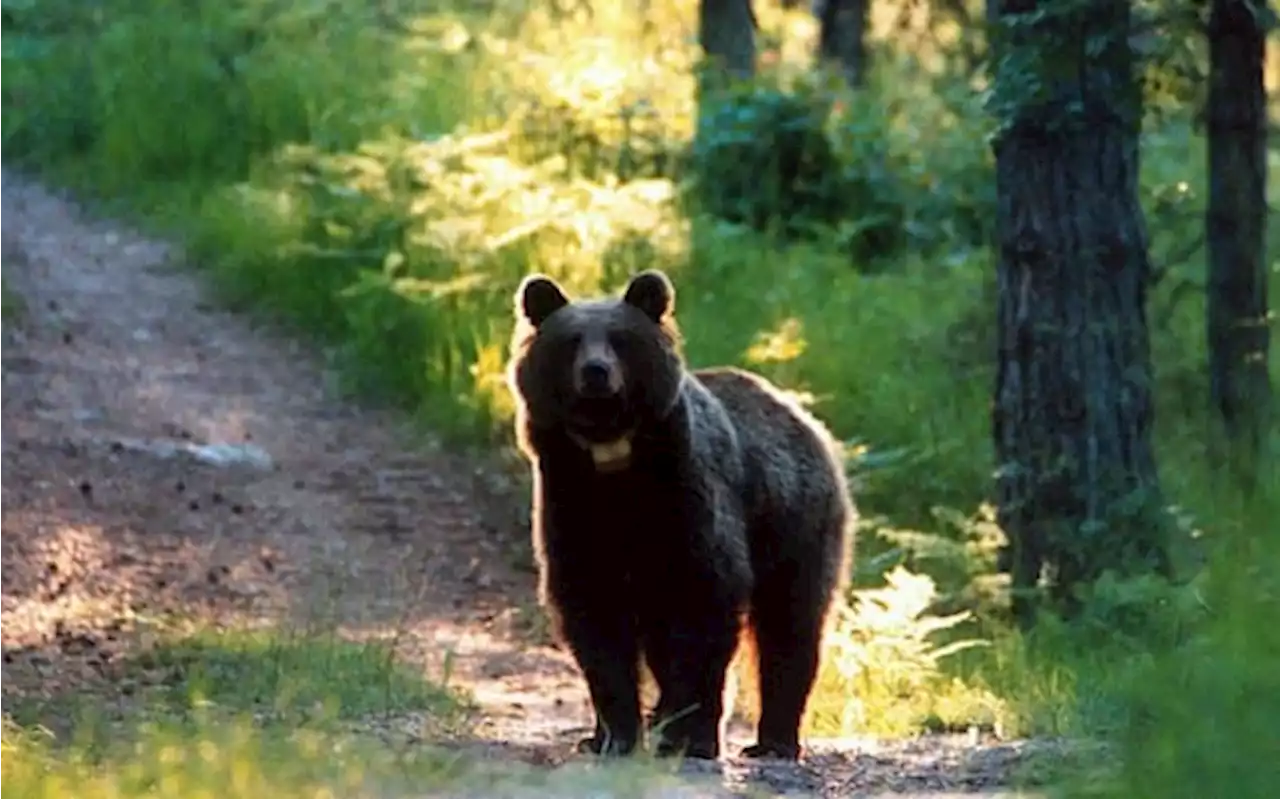 Orsi in Trentino, tavolo per piano di gestione al Ministero Ambiente