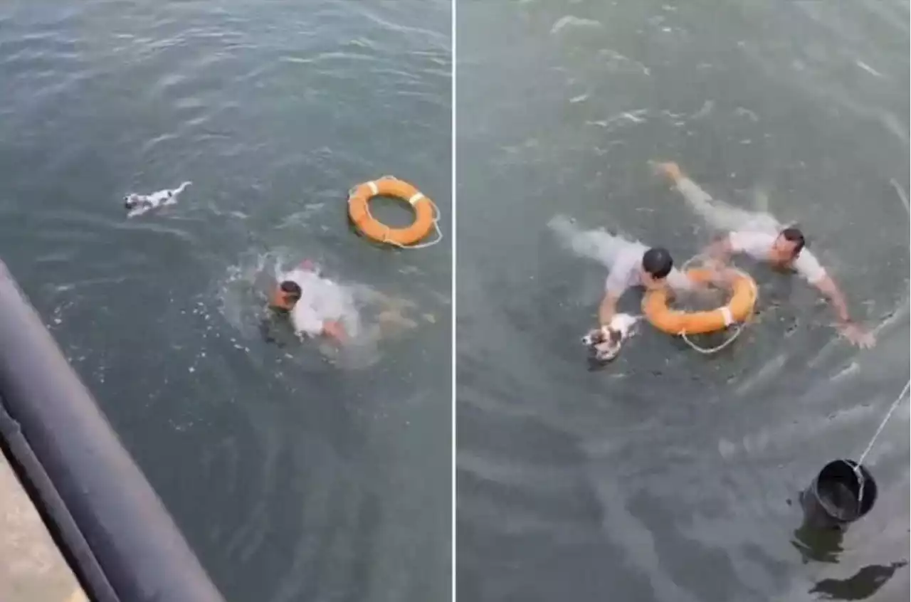 Malaysian navy personnel save puppy from drowning, earn kudos online