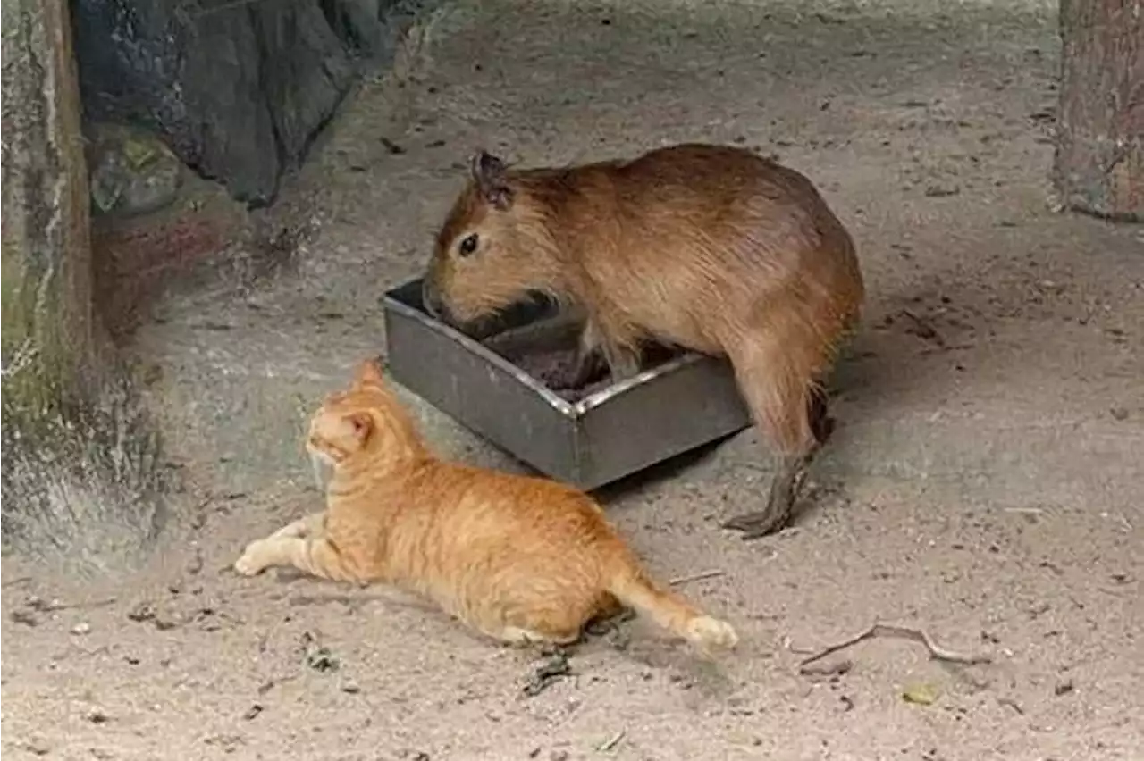 Cat rooming with capybaras becomes top draw at Malaysia’s Zoo Negara