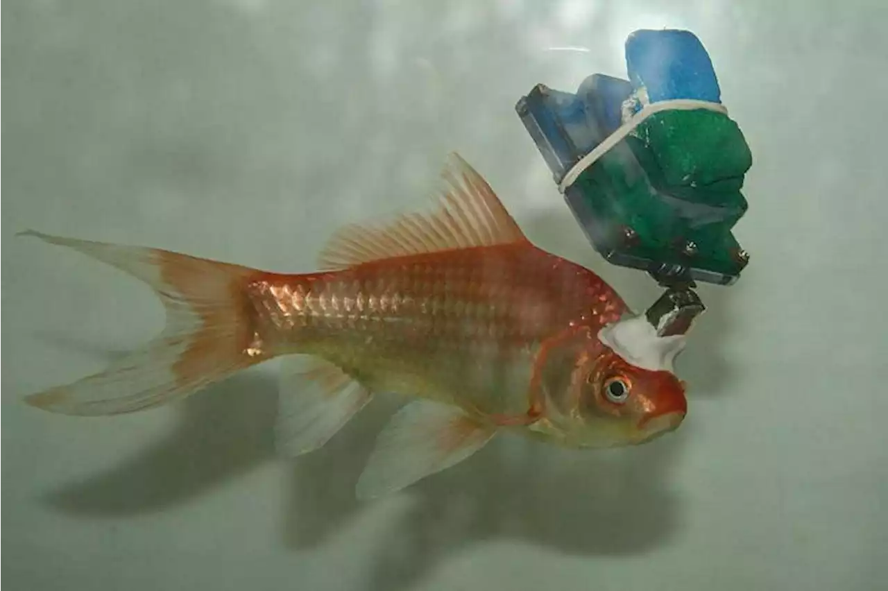 Why researchers turned this goldfish into a cyborg