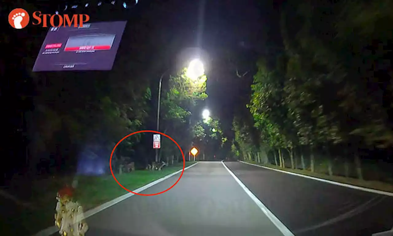 Here's why you should be careful when driving along Mandai Road late at night