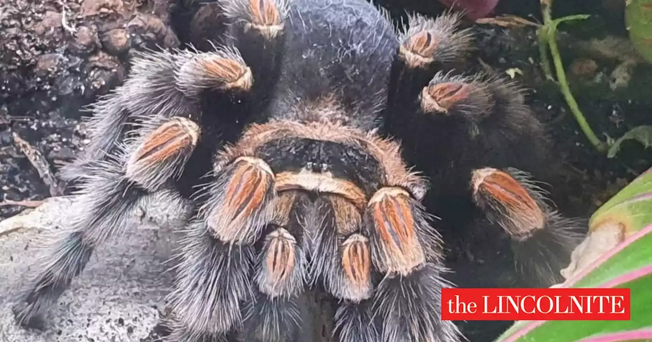 'Beloved' tarantula stolen from Cleethorpes pet store