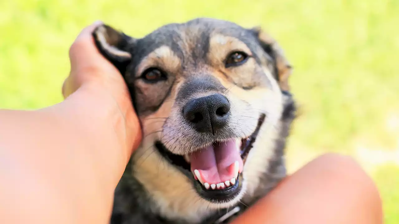 I’m a pet expert - the reason you should never ignore your dog’s itchy ears