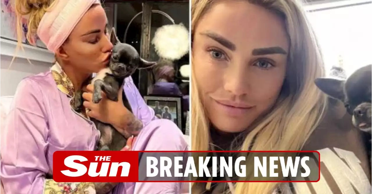 Katie Price's Mucky Mansion 'covered in dog mess' as she's reported to RSPCA