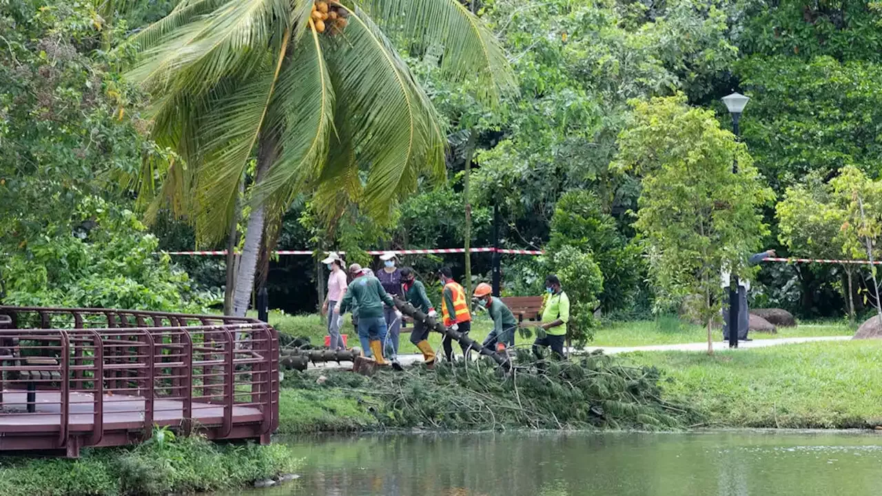 No External Signs Of Termite Infestation In Tree That Pinned Jogger In