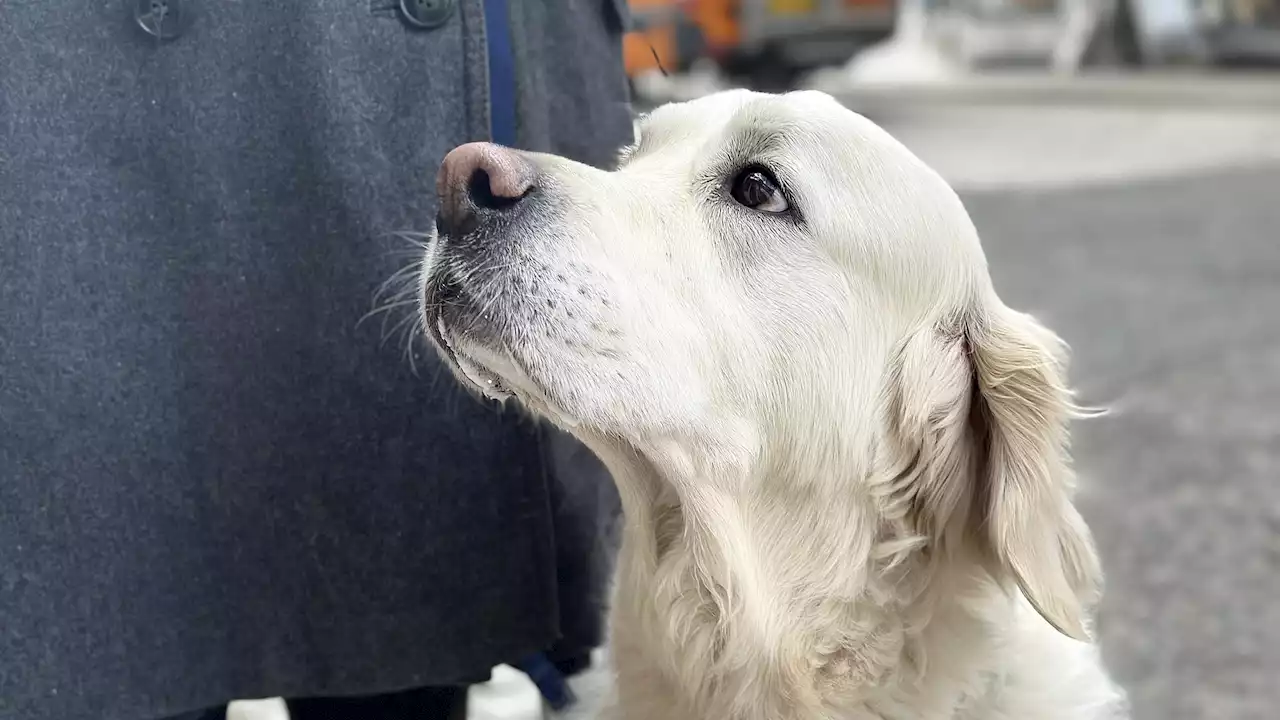 Tijanas førerhund er bare lidt for lækker