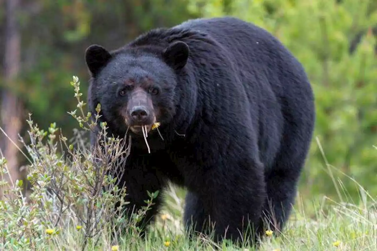 Fue atacada por un oso negro mientras paseaba a su perro en Estados Unidos