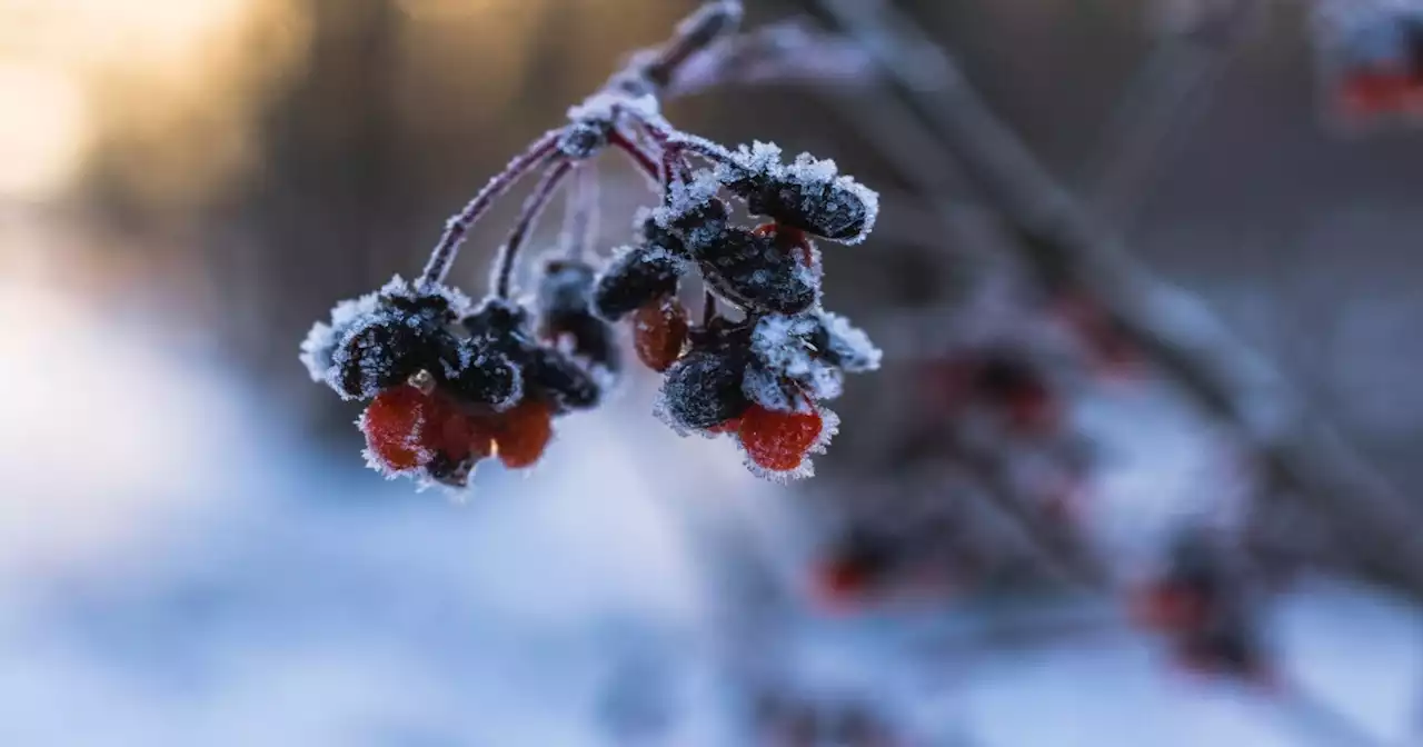 Freeze Warnings, Frost Advisories issued for Wednesday night into Thursday morning