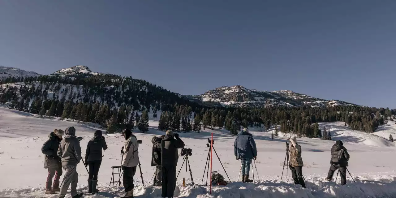 The Wolves of Yellowstone and the People Who Watch Them