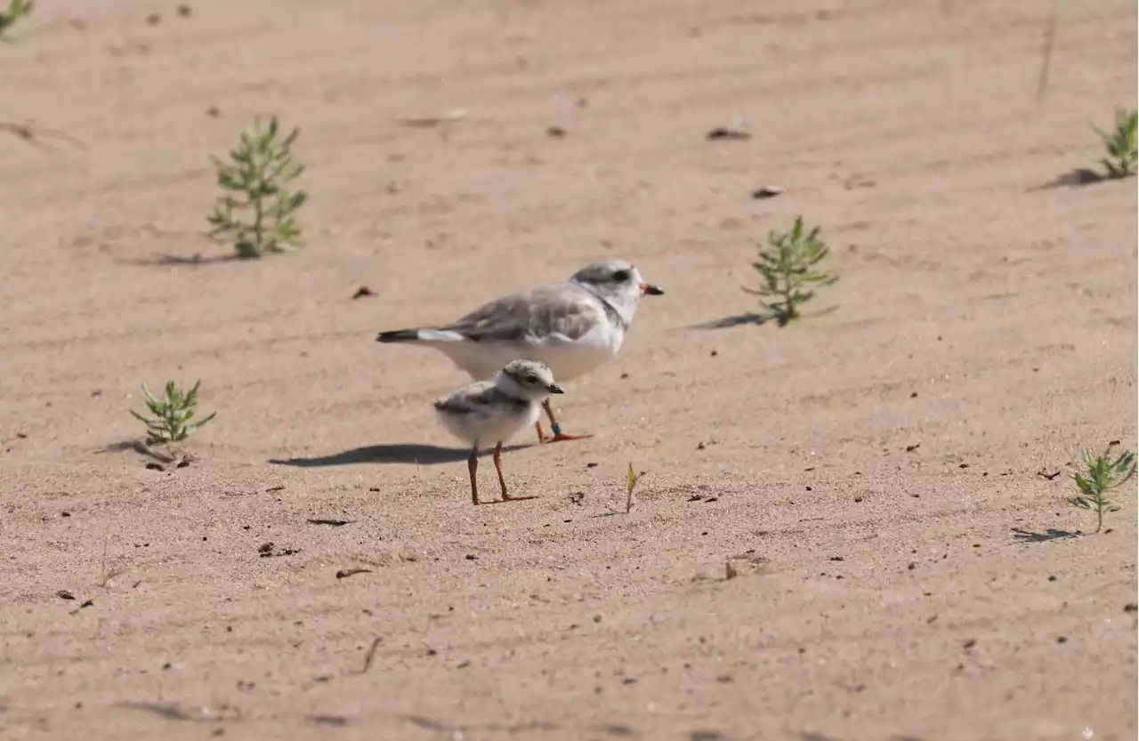 Imani the Plover Is Back at Montrose. Will Monty and Rose’s Chick Stick Around and Find a Mate?