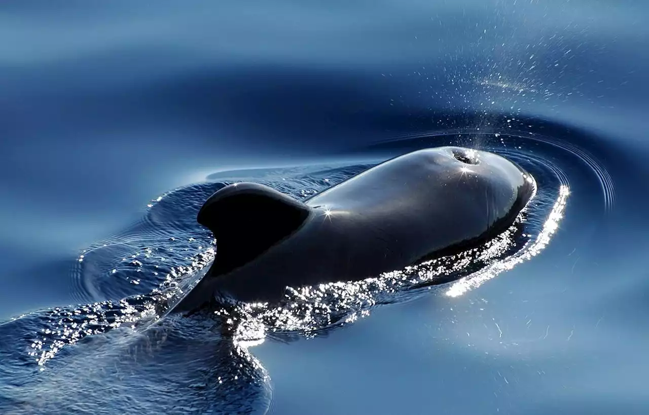 Une loi protégeant une espèce menacée de dauphins abrogée au Cambodge