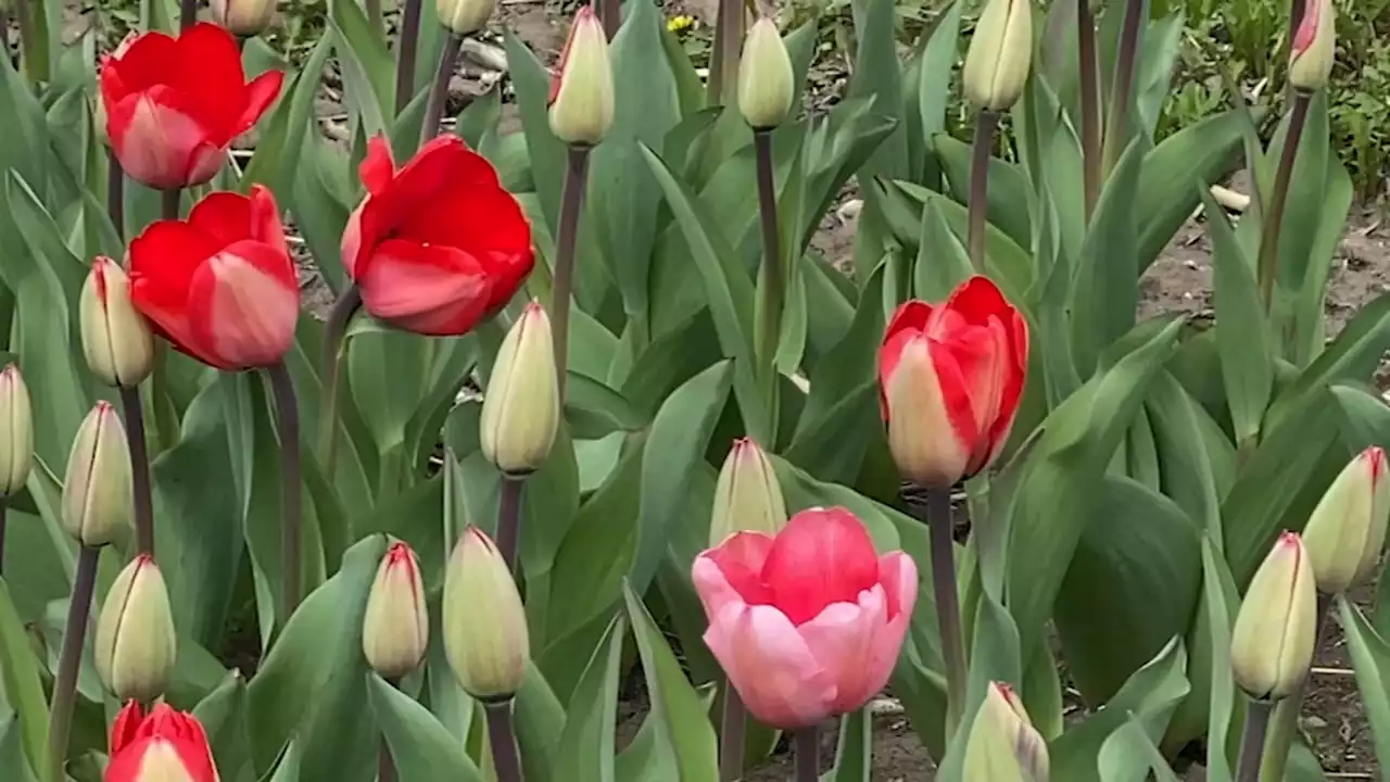 Richardson Tulip Festival in Spring Grove starts Thursday, goes through mid-May