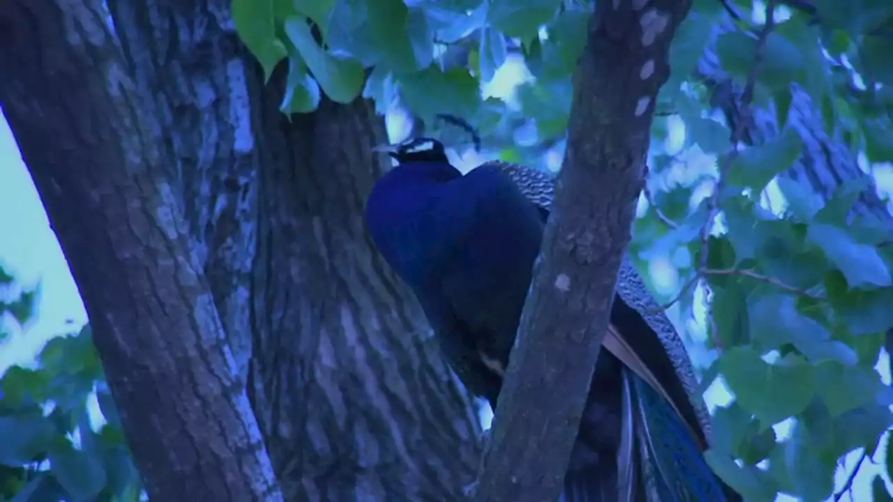 Escaped peacock back at Bronx Zoo after spending night in tree