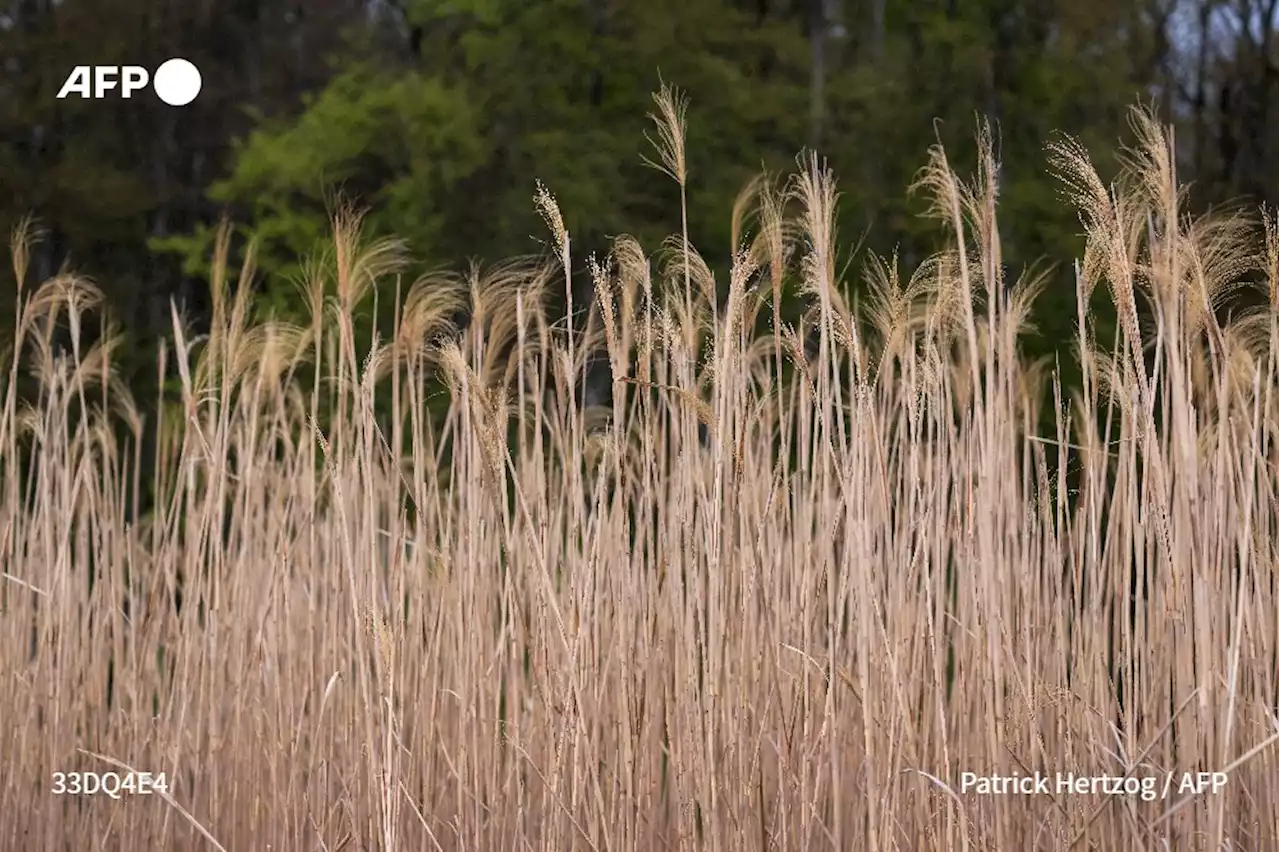 En Alsace, une commune se chauffe au miscanthus, une plante écolo