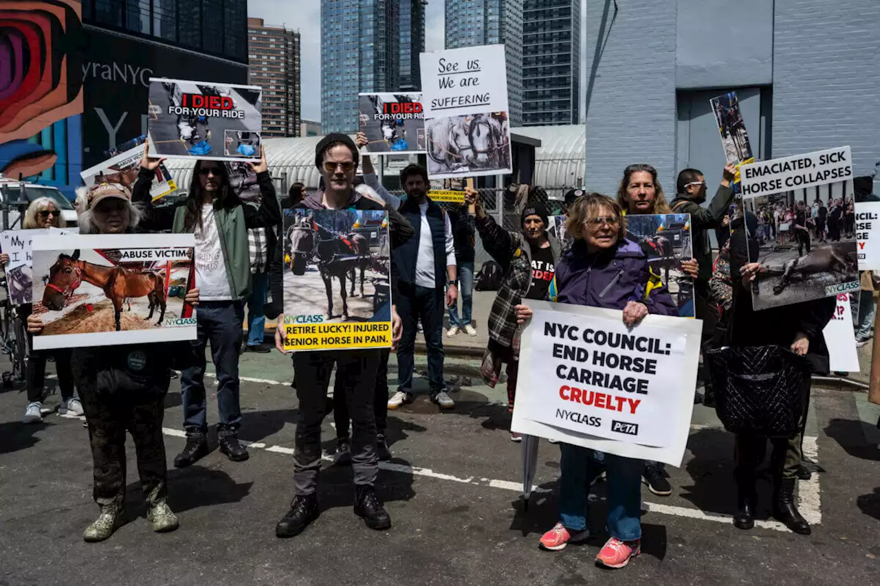 Animal rights activists demand retirement of injured carriage horses, passage of ‘Ryder’s Law’ | amNewYork