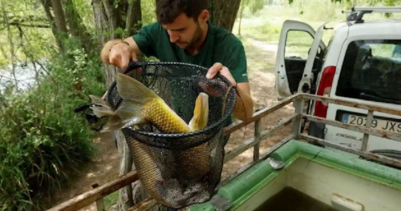 Fish rescued from dried-out river as drought, torrid heat hit Spain