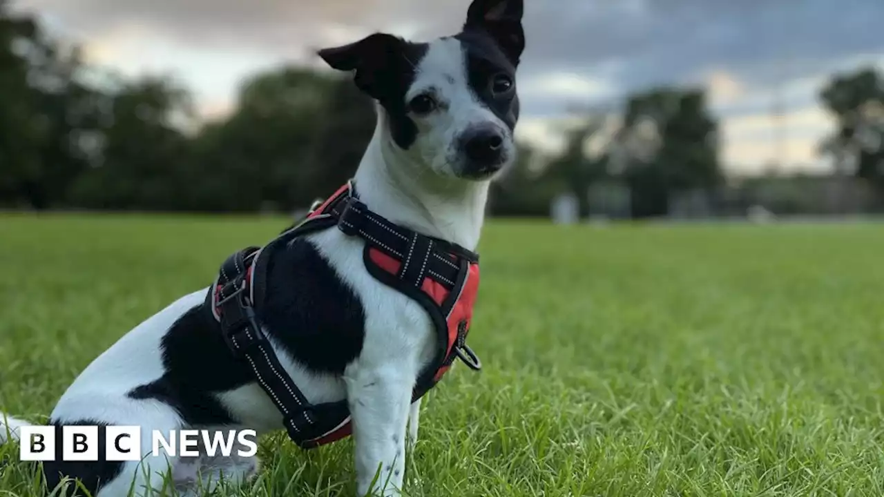 Pet dog killed by 'Pitbull-like' dog outside Camberwell home