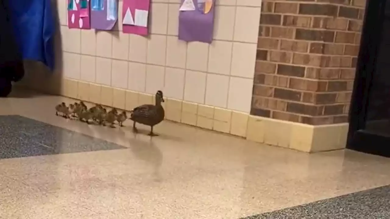 VIDEO: Mother duck leads ducklings through elementary school