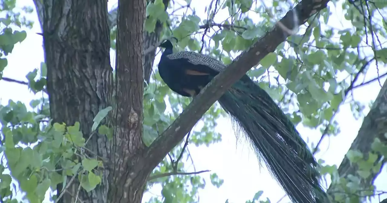 Peacock lands back at Bronx Zoo after fleeing habitat for nearly 24 hours