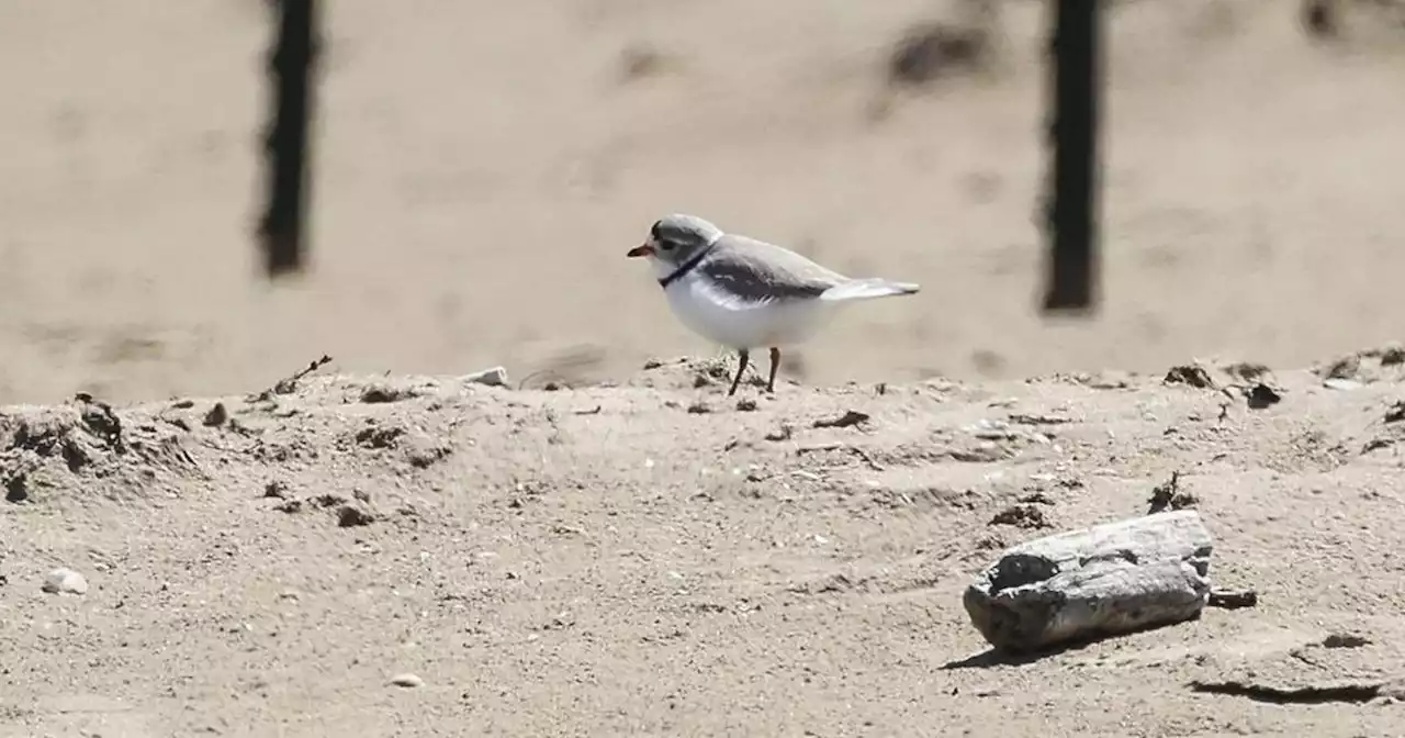 A twist in the piping plover tale: Imani, son of Monty and Rose, joined by a female and another male at Montrose Beach