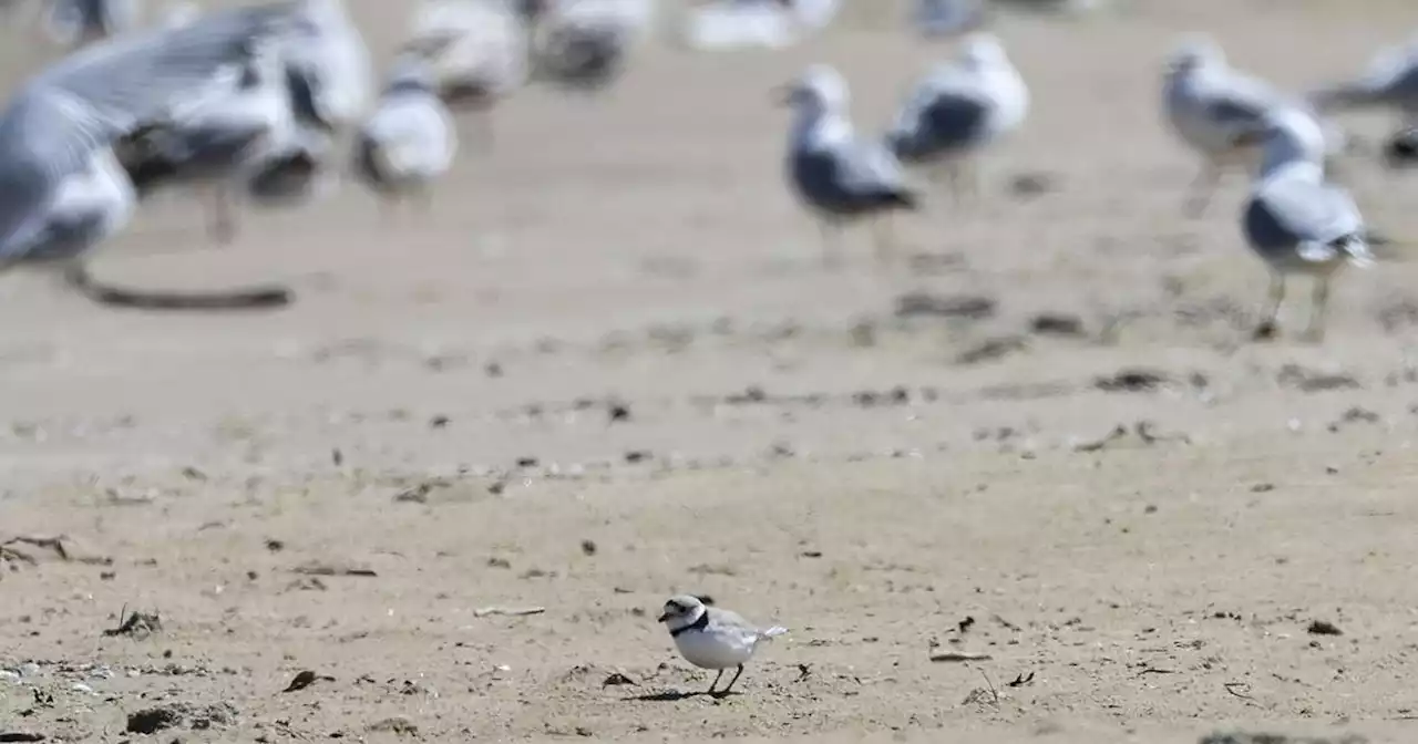 Imani, son of beloved piping plovers Rose and Monty, is back in Chicago and looking for love