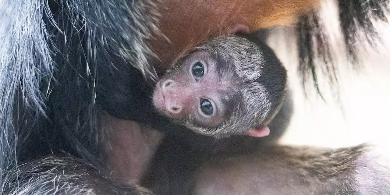 Cleveland Metroparks Zoo welcomes white-faced saki monkey baby boy