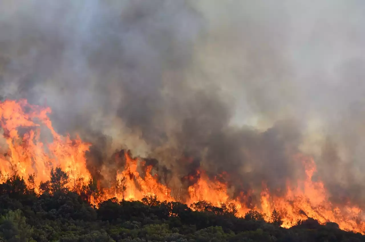 Incendies : qu’est-ce que la Météo des forêts imaginée par le gouvernement ?