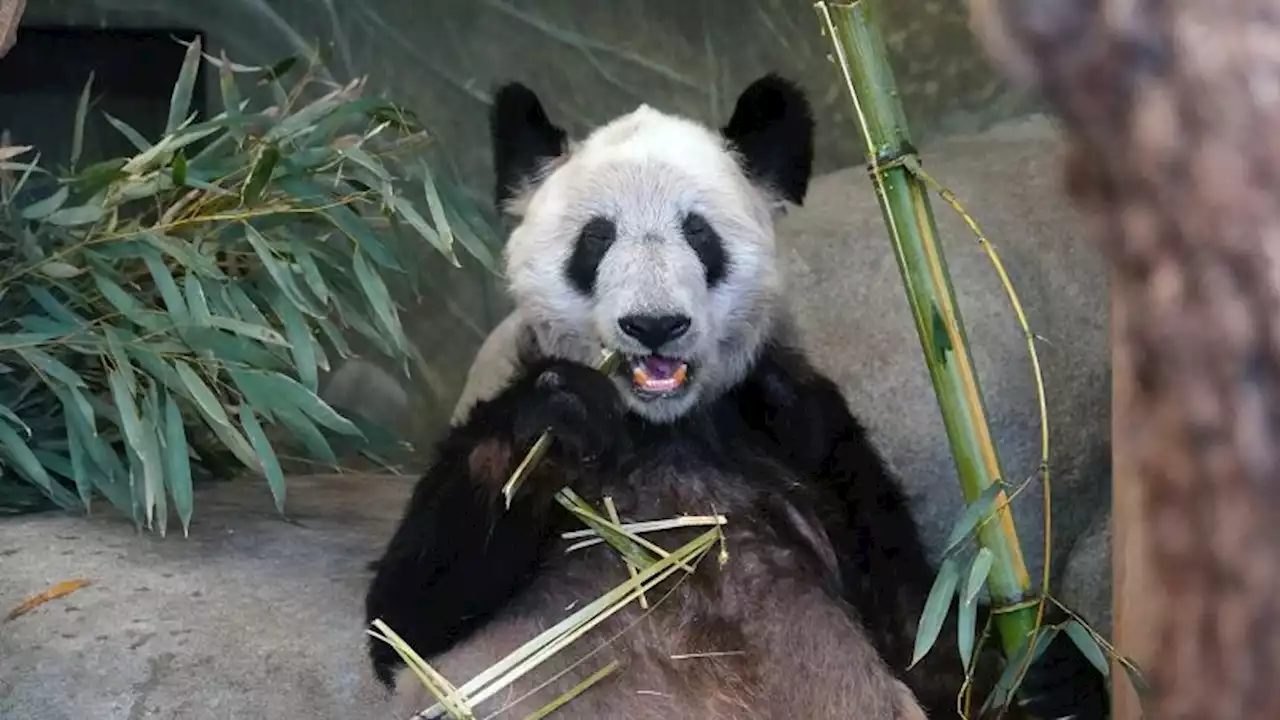 'Bring Ya Ya home': How a panda in the US turbocharged Chinese nationalist sentiment | CNN