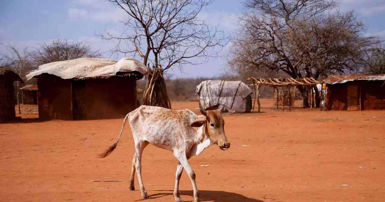 Climat. La sévérité des sécheresses dans la Corne de l’Afrique est liée au réchauffement climatique