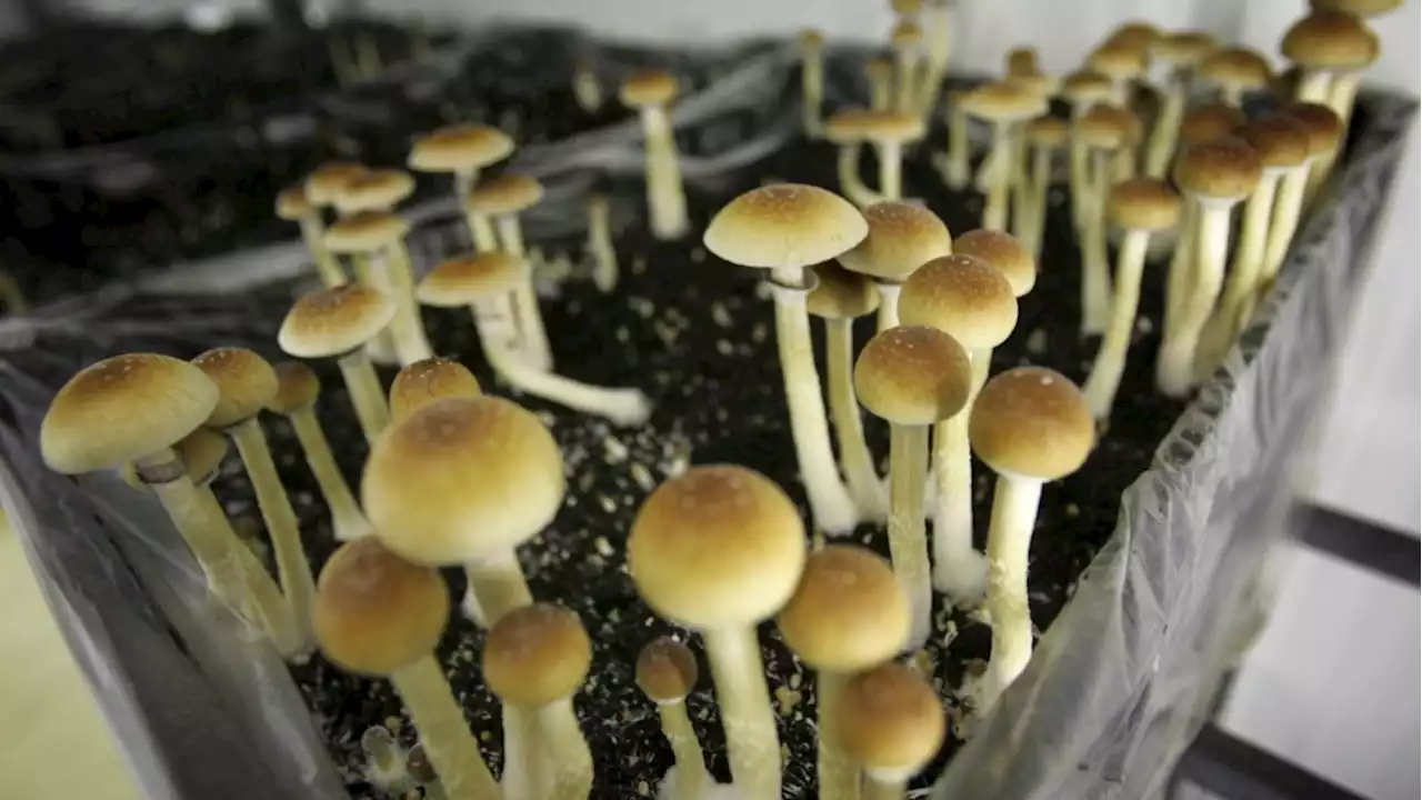 Nanaimo researchers growing medical mushrooms for Health Canada