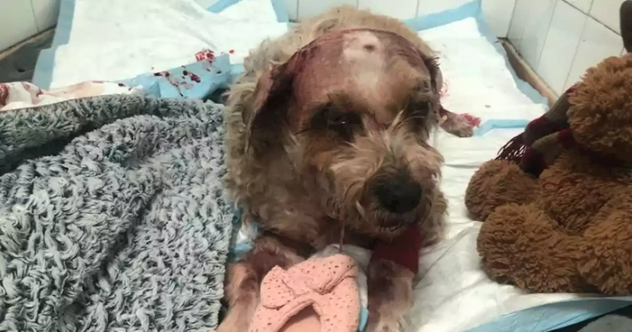 Terrier mauled by XL Bully & Rottweiler as owner screamed 'he's killing my dog'