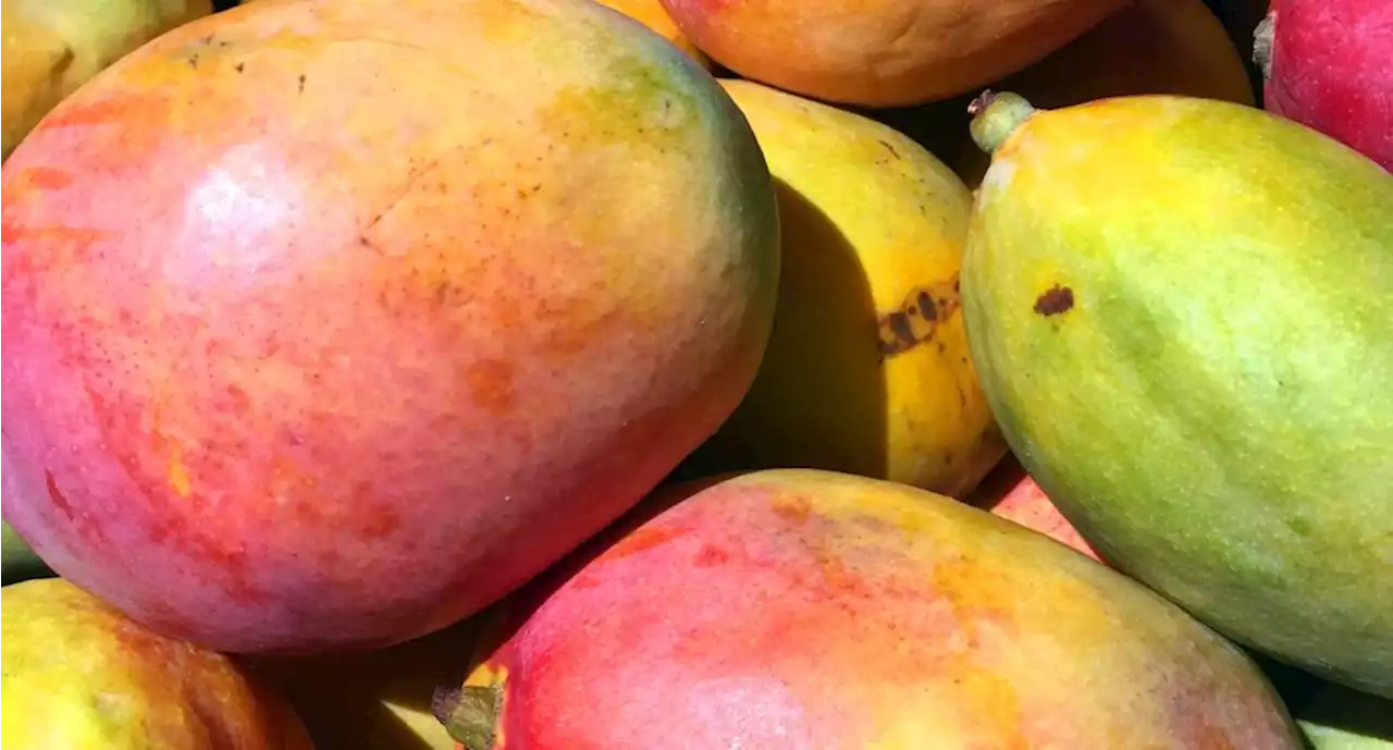 Beneficios de comer mango