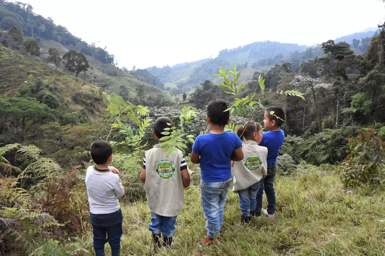 Con huertos escolares, estudiantes del Huila recuperan especies forestales