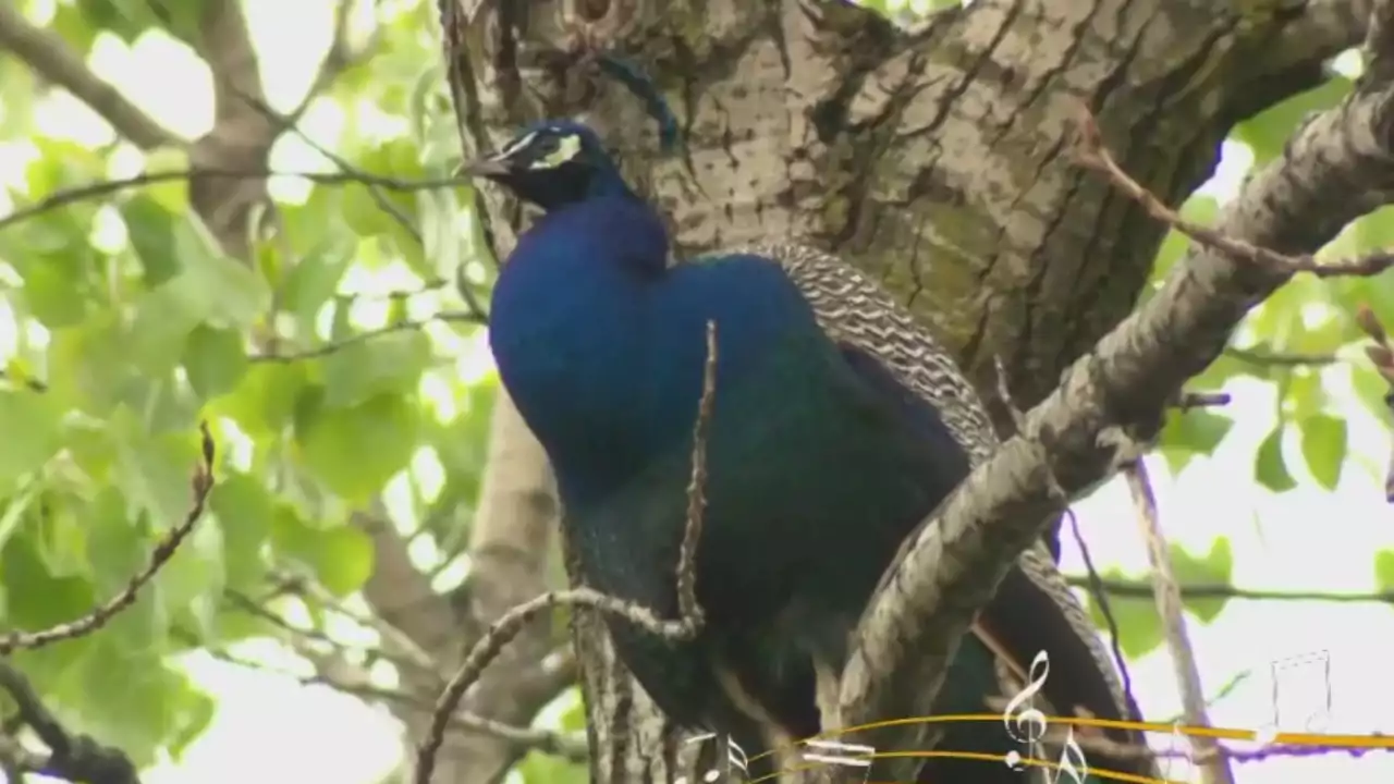 Fugitive Bronx peacock, named Raul, wanted for biting man